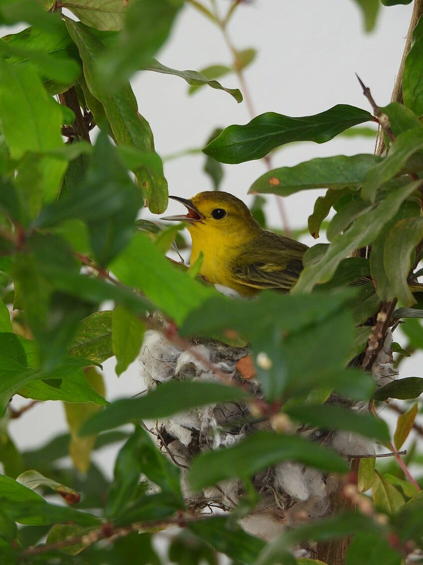 Gelber Vogel in einem Baum